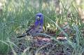 Blue Grosbeak FtDavis Aug08 167